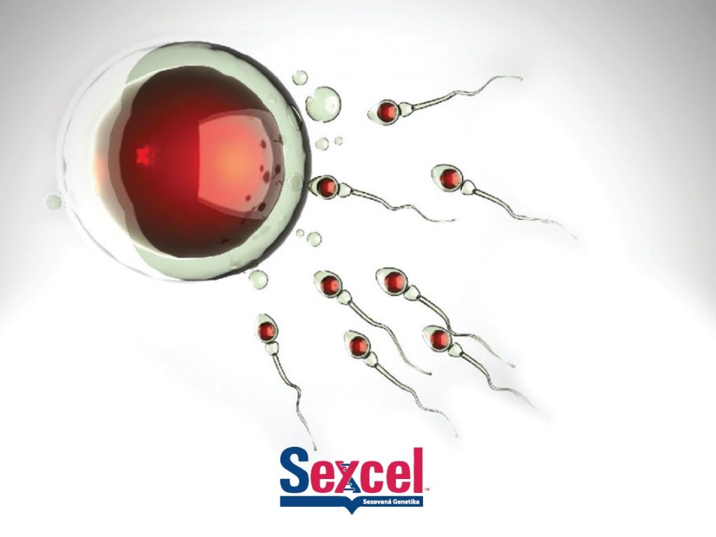 Logo sexcel